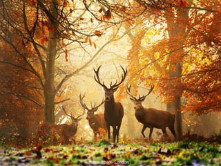 Richmond park- London 