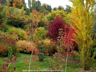 Vibrant colors at the University of Idaho Arboretum 