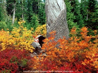 Autumn at Heather Meadows, North Cascades, Washington 