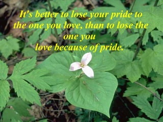 It's better to lose your pride to the one you love, than to lose the one you  love because of pride.   