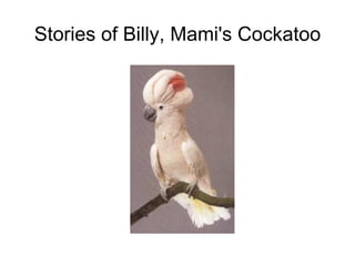 Stories of Billy, Mami's Cockatoo 