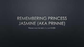 Remembering the Good Times with a Good Cat, Prinnie. 