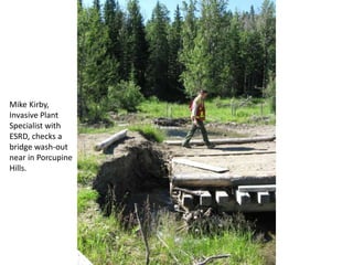 Mike Kirby,
Invasive Plant
Specialist with
ESRD, checks a
bridge wash-out
near Porcupine
Hills.
 