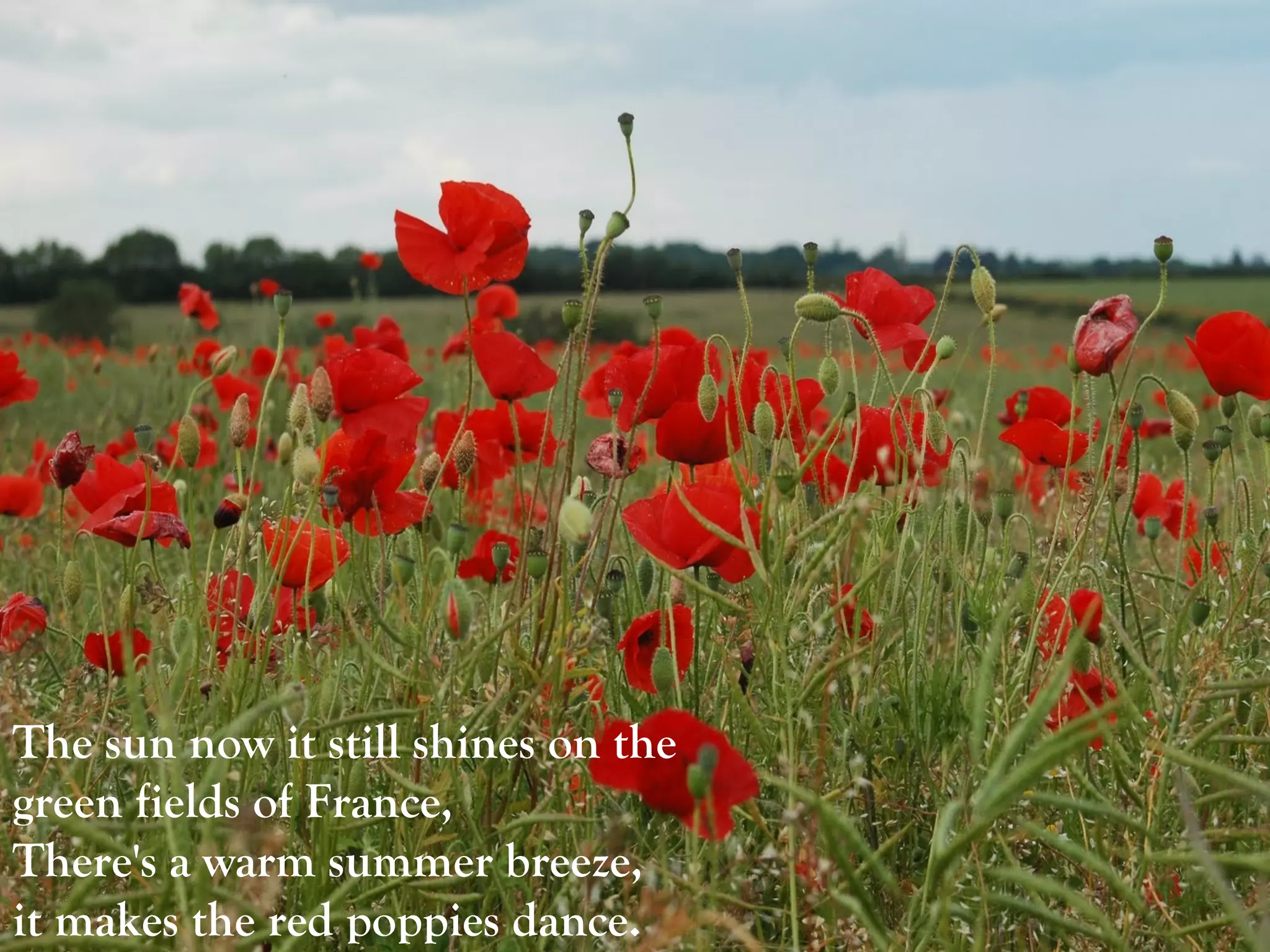 The sun now it still shines on the green fields of France,  There's a warm summer breeze, it makes the red poppies dance.   