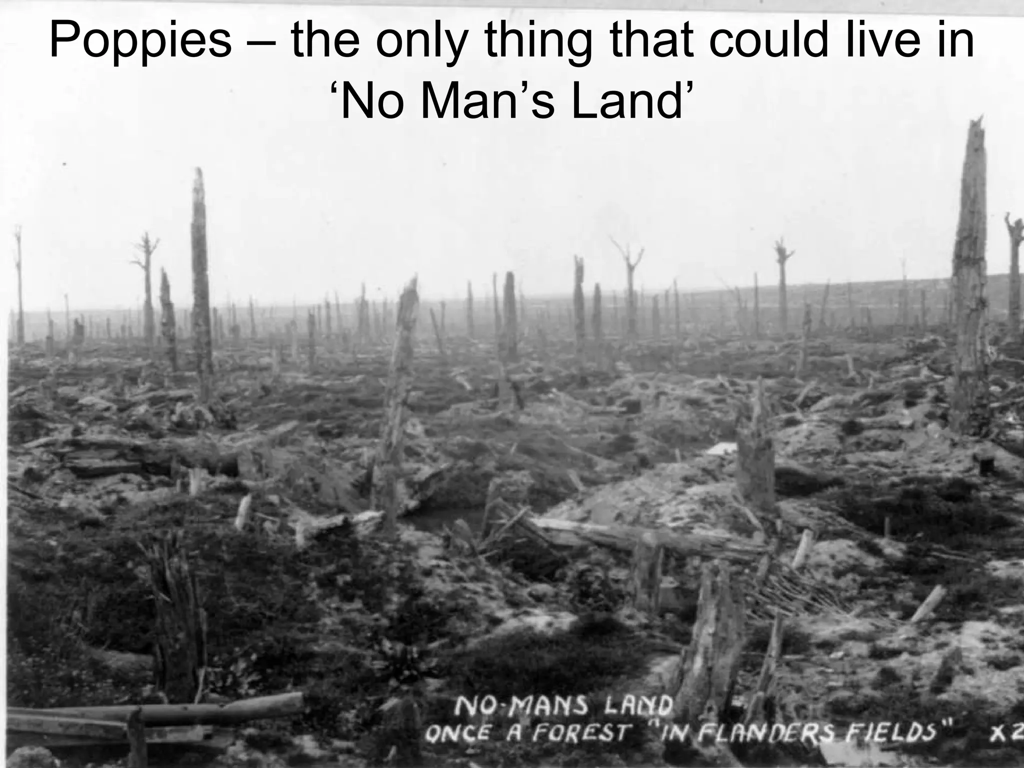 Poppies – the only thing that could live in  ‘No Man’s Land’ 