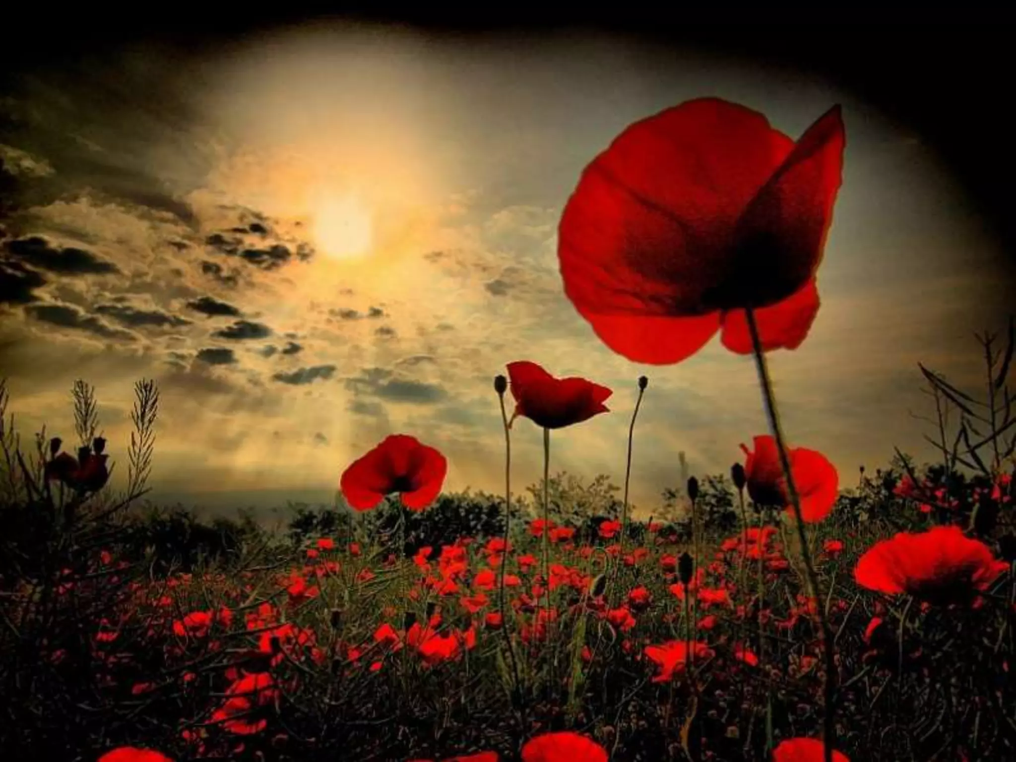 Remembrance Day 2013