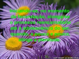 Iniciando-se, no momento da fecundação, alonga-se o processo reencarnatório até a adolescência do ser, quando, a pouco e pouco, atinge a plenitude.  