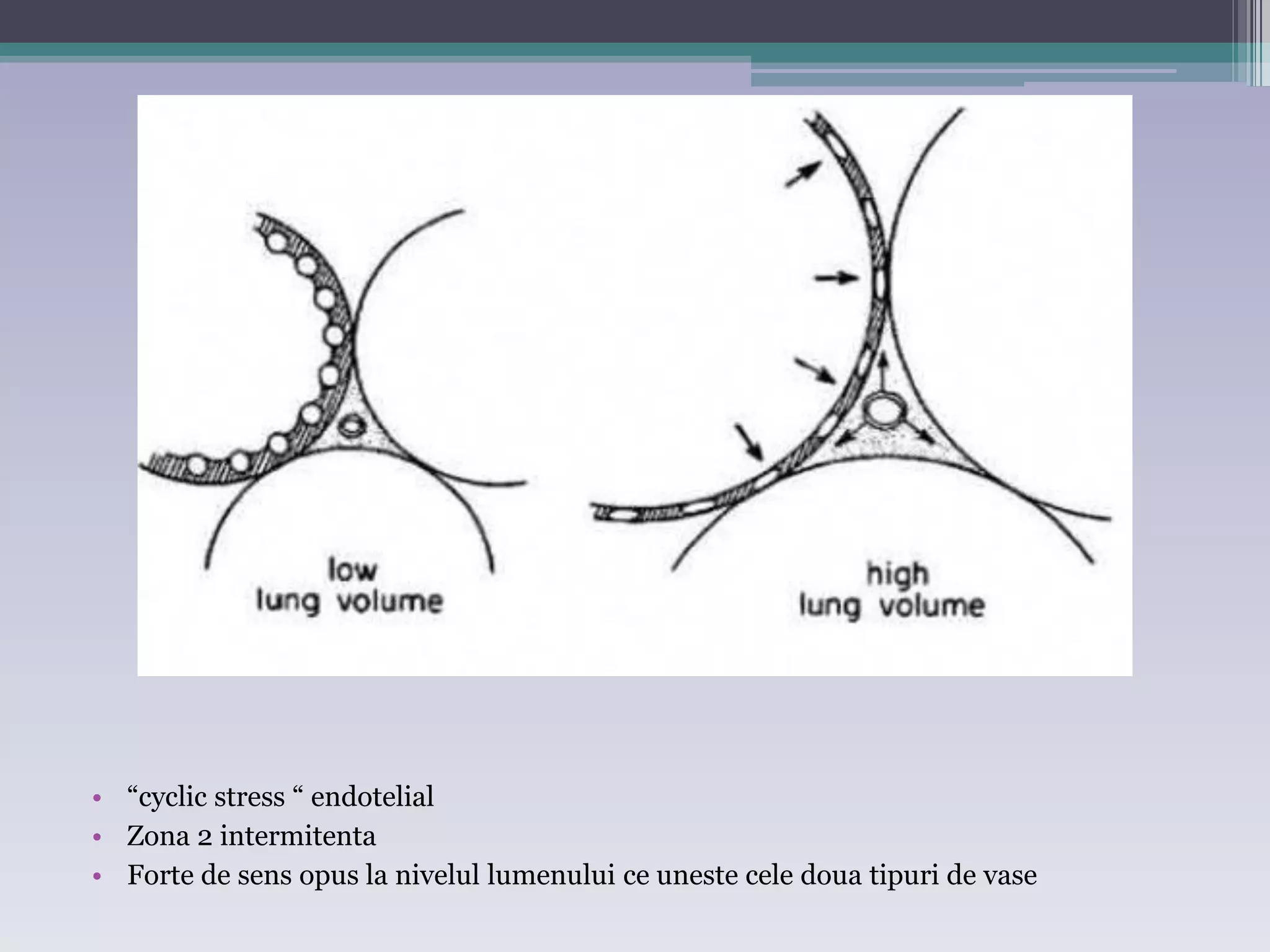 • “cyclic stress “ endotelial 
• Zona 2 intermitenta 
• Forte de sens opus la nivelul lumenului ce uneste cele doua tipuri de vase 
 