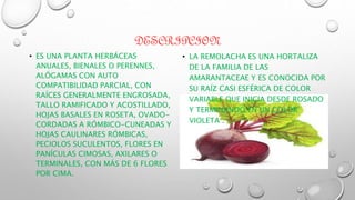DESCRIPCION
• ES UNA PLANTA HERBÁCEAS
ANUALES, BIENALES O PERENNES,
ALÓGAMAS CON AUTO
COMPATIBILIDAD PARCIAL, CON
RAÍCES GENERALMENTE ENGROSADA,
TALLO RAMIFICADO Y ACOSTILLADO,
HOJAS BASALES EN ROSETA, OVADO-
CORDADAS A RÓMBICO-CUNEADAS Y
HOJAS CAULINARES RÓMBICAS,
PECIOLOS SUCULENTOS, FLORES EN
PANÍCULAS CIMOSAS, AXILARES O
TERMINALES, CON MÁS DE 6 FLORES
POR CIMA.
• LA REMOLACHA ES UNA HORTALIZA
DE LA FAMILIA DE LAS
AMARANTACEAE Y ES CONOCIDA POR
SU RAÍZ CASI ESFÉRICA DE COLOR
VARIABLE QUE INICIA DESDE ROSADO
Y TERMINANDO EN UN COLOR
VIOLETA .
 