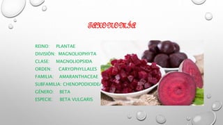 TAXONOMÍA
REINO: PLANTAE
DIVISIÓN: MAGNOLIOPHYTA
CLASE: MAGNOLIOPSIDA
ORDEN: CARYOPHYLLALES
FAMILIA: AMARANTHACEAE
SUBFAMILIA: CHENOPODIOIDEAE
GÉNERO: BETA
ESPECIE: BETA VULGARIS
 