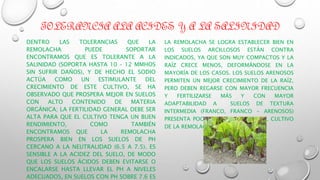 TOLERANCIA ALA ACIDES Y A LA SALINIDAD
DENTRO LAS TOLERANCIAS QUE LA
REMOLACHA PUEDE SOPORTAR
ENCONTRAMOS QUE ES TOLERANTE A LA
SALINIDAD (SOPORTA HASTA 10 – 12 MMHOS
SIN SUFRIR DAÑOS), Y DE HECHO EL SODIO
ACTÚA COMO UN ESTIMULANTE DEL
CRECIMIENTO DE ESTE CULTIVO, SE HA
OBSERVADO QUE PROSPERA MEJOR EN SUELOS
CON ALTO CONTENIDO DE MATERIA
ORGÁNICA; LA FERTILIDAD GENERAL DEBE SER
ALTA PARA QUE EL CULTIVO TENGA UN BUEN
RENDIMIENTO, COMO TAMBIÉN
ENCONTRAMOS QUE LA REMOLACHA
PROSPERA BIEN EN LOS SUELOS DE PH
CERCANO A LA NEUTRALIDAD (6.5 A 7.5). ES
SENSIBLE A LA ACIDEZ DEL SUELO, DE MODO
QUE LOS SUELOS ÁCIDOS DEBEN EVITARSE O
ENCALARSE HASTA LLEVAR EL PH A NIVELES
ADECUADOS, EN SUELOS CON PH SOBRE 7.6 ES
LA REMOLACHA SE LOGRA ESTABLECER BIEN EN
LOS SUELOS ARCILLOSOS ESTÁN CONTRA
INDICADOS, YA QUE SON MUY COMPACTOS Y LA
RAÍZ CRECE MENOS, DEFORMÁNDOSE EN LA
MAYORÍA DE LOS CASOS. LOS SUELOS ARENOSOS
PERMITEN UN MEJOR CRECIMIENTO DE LA RAÍZ,
PERO DEBEN REGARSE CON MAYOR FRECUENCIA
Y FERTILIZARSE MÁS Y CON MAYOR
ADAPTABILIDAD A SUELOS DE TEXTURA
INTERMEDIA (FRANCO, FRANCO - ARENOSOS)
PRESENTA POCOS PROBLEMAS PARA EL CULTIVO
DE LA REMOLACHA.
 