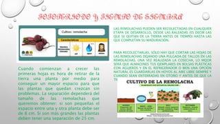 FOTOPERIODO Y TIEMPO DE SIEMBRA
LAS REMOLACHAS PUEDEN SER RECOLECTADAS EN CUALQUIER
ETAPA DE DESARROLLO, DESDE LAS RALEADAS (ES DECIR LAS
QUE SE QUITAN DE LA TIERRA ANTES DE TIEMPO) HASTA LAS
QUE COMPLETAN SU MADURACIÓN.
PARA RECOLECTARLAS, SÓLO HAY QUE CORTAR LAS HOJAS DE
LAS REMOLACHAS DEJANDO UNA PULGADA DE TALLOS EN LAS
REMOLACHAS. UNA VEZ REALIZADA LA COSECHA, LO MEJOR
SERÁ QUE ALMACENES TUS EJEMPLARES EN BOLSAS PLÁSTICAS
CON AGUJEROS Y EN EL REFRIGERADOR O BIEN UNA OPCIÓN
NATURAL ES GUARDARLAS EN HOYOS AL AIRE LIBRE SIEMPRE Y
CUANDO SEAN ENTERRADAS EN OTOÑO Y ANTES DE QUE LA
TIERRA SE CONGELE.
Cuando comienzan a crecer las
primeras hojas es hora de retirar de la
tierra una planta por medio para
conseguir un mayor espacio para que
las plantas que quedan crezcan sin
problemas. La separación dependerá del
tamaño de las remolachas que
queremos obtener: si son pequeñas el
espacio entre una y otra planta debe ser
de 8 cm. Si son más grandes las plantas
deben tener una separación de 25 cm.
 