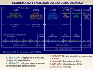 ESQUEMA DA FENOLOGIA DO CAFEEIRO ARÁBICA Camargo, A. P.  &  Camargo, M.B.P.  (2001)  1. SET- MAR:  Vegetação e formação das gemas vegetativas 2. ABR-AGO:  Indução, crescimento e dormência das gemas florais 3. SET-DEZ:  Florada, chumbinho e expansão dos frutos 4. JAN-MAR:  Granação dos frutos 5. ABR-JUN:   Maturação dos frutos 6. JUL-AGO:   Repouso DOS SET OUT NOV DEZ JAN FEV MAR ABR MAI JUN JUL AGO SET OUT NOV DEZ JAN FEV MAR ABR MAI JUN JUL AGO GEMAS FLORAIS DOS  FRUTOS CHUMBINHO CRESCIMENTO E FRUTOS FRUTOS MATURAÇÃO RAMOS DOS DOS GEMAS  VEGETATIVAS DORMÊNCIA  DAS E  EXPANSÃO FLORADA, FORMAÇÃO  DAS 1º ANO Fenológico 2º ANO Fenológico 1ª FASE 2ª FASE 3ª FASE 4ª FASE 5ª FASE 6ª FASE VEGETAÇÃO  E INDUÇÃO, GRANAÇÃO PENEIRA BAIXA REPOUSO E SENESC. ETp = 700 mm DIAS LONGOS 7 MESES DIAS CURTOS ETp = 350 mm PEQUENAS PERÍODO VEGETATIVO REPOUSO PERÍODO REPRODUTIVO AUTO-PODA NOVO PERÍODO VEGETATIVO FOLHAS SECA: AFETA GEMAS E PRODUÇÃO DO ANO SEGUINTE SECA:  SECA: CHOCHAMENTO SECA:  BOA BEBIDA 