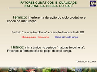 FATORES CLIMÁTICOS  E  QUALIDADE  NATURAL  DA  BEBIDA  DO  CAFÉ Térmico:   interfere na duração do ciclo produtivo e época de maturação. Período “maturação-colheita”  em função do acúmulo de GD Clima quente:  ciclo curto  Clima frio: ciclo longo Hídrico:   clima úmido no período “maturação-colheita”. Favorece a fermentação da polpa do café cereja. Ortolani, et al., 2001 