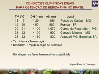 Angelo Paes de Camargo CONDIÇÕES CLIMÁTICAS IDEAIS PARA OBTENÇÃO DE BEBIDA FINA NO BRASIL TM (°C)  DH (mm)  Alt. (m)  Local 18 - 19  > 20  1.150  Poços de Caldas - MG 19 – 20  > 50  980  Franca - SP 20 – 21  > 100  1.070  Carmo do Paranaíba – MG 21 – 22  > 100  900  Cerrado Mineiro – MG 21 – 22  > 150  820  Araguari-MG, Barreiras-BA < Ta:  + lenta a fermentação < Umidade:  + rápido a polpa se desidrata Não atingem as fases fermentativas prejudiciais 