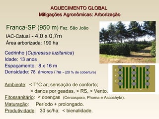 Franca-SP (950 m )  Faz. São João Ambiente :  < T°C ar, sensação de conforto; < danos por geadas, <  RS, < Vento.   Fitossanitário :  <  doenças  (Cercospora, Phoma e Ascochyta). Maturação :  Período + prolongado.  Produtividade :  30 sc/ha;  < bienalidade. IAC-Catuaí  - 4,0 x 0,7m Área arborizada: 190 ha  Cedrinho ( Cupressus luzitanica ) Idade: 13 anos Espaçamento:  8 x 16 m Densidade:  78  árvores / ha  - (20 % de cobertura) AQUECIMENTO GLOBAL  Mitigações Agronômicas: Arborização 