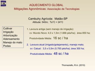 Cambuhy Agrícola:  Matão-SP Altitude: 540m;  Ta°C = 24°C 1. Lavoura antiga (sem manejo de irrigação) cv: Mundo Novo: 4,0 x 1,5m (1.666 pés/ha);  área 850 ha;  Produtividade Média:  16 sc / ha 2.  Lavoura atual (irrigado/gotejamento), manejo mato;  cv: Catuaí:  3,5 x 0,5m (5.700 pés/ha); área 300 ha;  Produtividade Média:  48 sc / ha Thomaziello, R.A. (2010) Cultivar Irrigação Arborização Adensamento Manejo do mato Podas AQUECIMENTO GLOBAL  Mitigações Agronômicas:  Associação de Tecnologias 