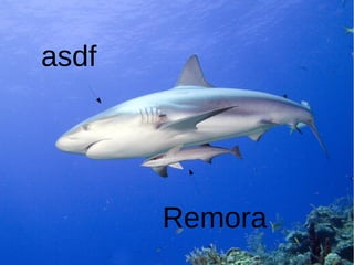 Remora
asdf
 