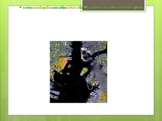  ภาพของ นครนิวยอร์ ค จากดาวเทียม SPOT-3 เมื่อวั54ที่ 11 กันยายน ค.ศ. 2001 ความละเอียด 20 เมตร
                                                น
 