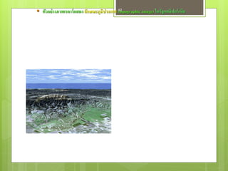  ตัวอย่ างภาพเรดาร์ แสดง ลักษณะภูมิประเทศ (topographic image) ในรัฐแคลิฟอร์ เนีย
                                           62
 