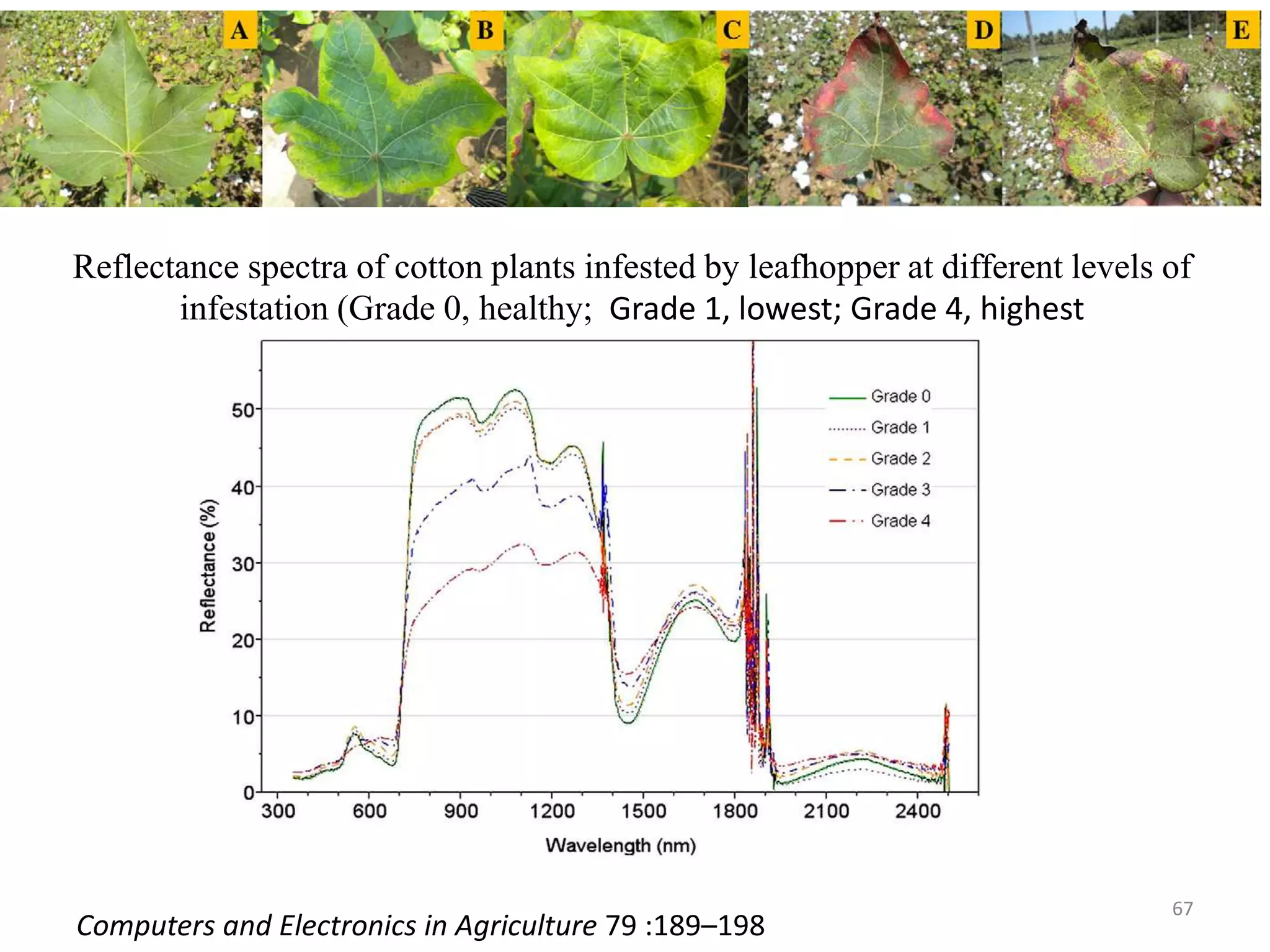 Reflectance spectra of cotton plants infested by leafhopper at different levels of
infestation (Grade 0, healthy; Grade 1, lowest; Grade 4, highest
Computers and Electronics in Agriculture 79 :189–198
67
 