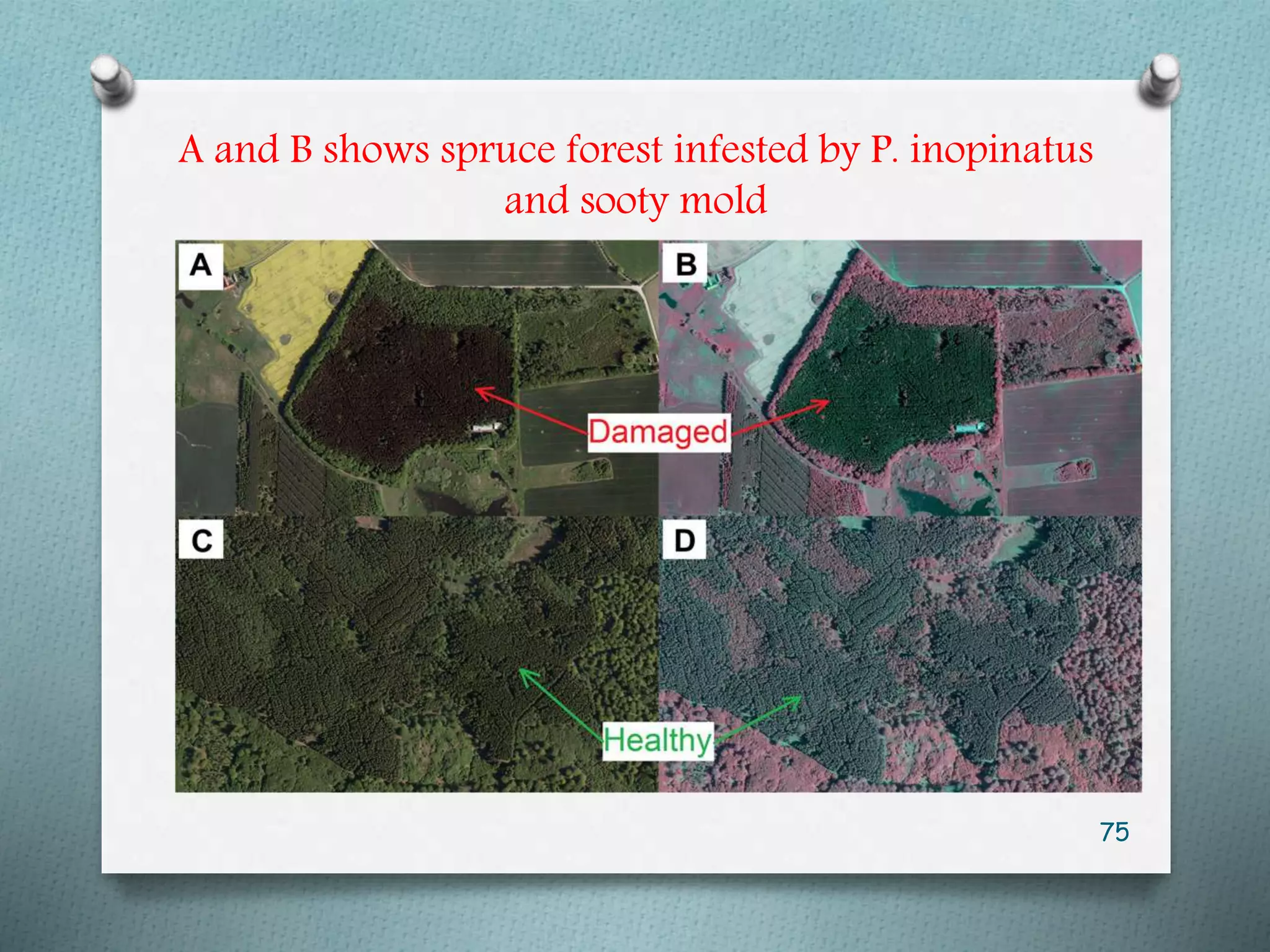 A and B shows spruce forest infested by P. inopinatus
and sooty mold
75
 