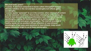Why leaf looks green?
• Leaves: A chemical compound in leaves called chlorophyll strongly
absorbs radiation in the red and blue wavelengths but reflects green
wavelengths.
• Leaves appear "greenest“ to us in the summer, when chlorophyll content
is at its maximum. In autumn, there is less chlorophyll in the leaves, so
there is less absorption and proportionately more reflection of the red
wavelengths, making the leaves appear red or yellow (yellow is a
combination of red and green wavelengths). The internal structure of
healthy leaves act as excellent diffuse reflectors of near-infrared
wavelengths. If our eyes were sensitive to near-infrared, trees would
appear extremely bright to us at these wavelengths.
 