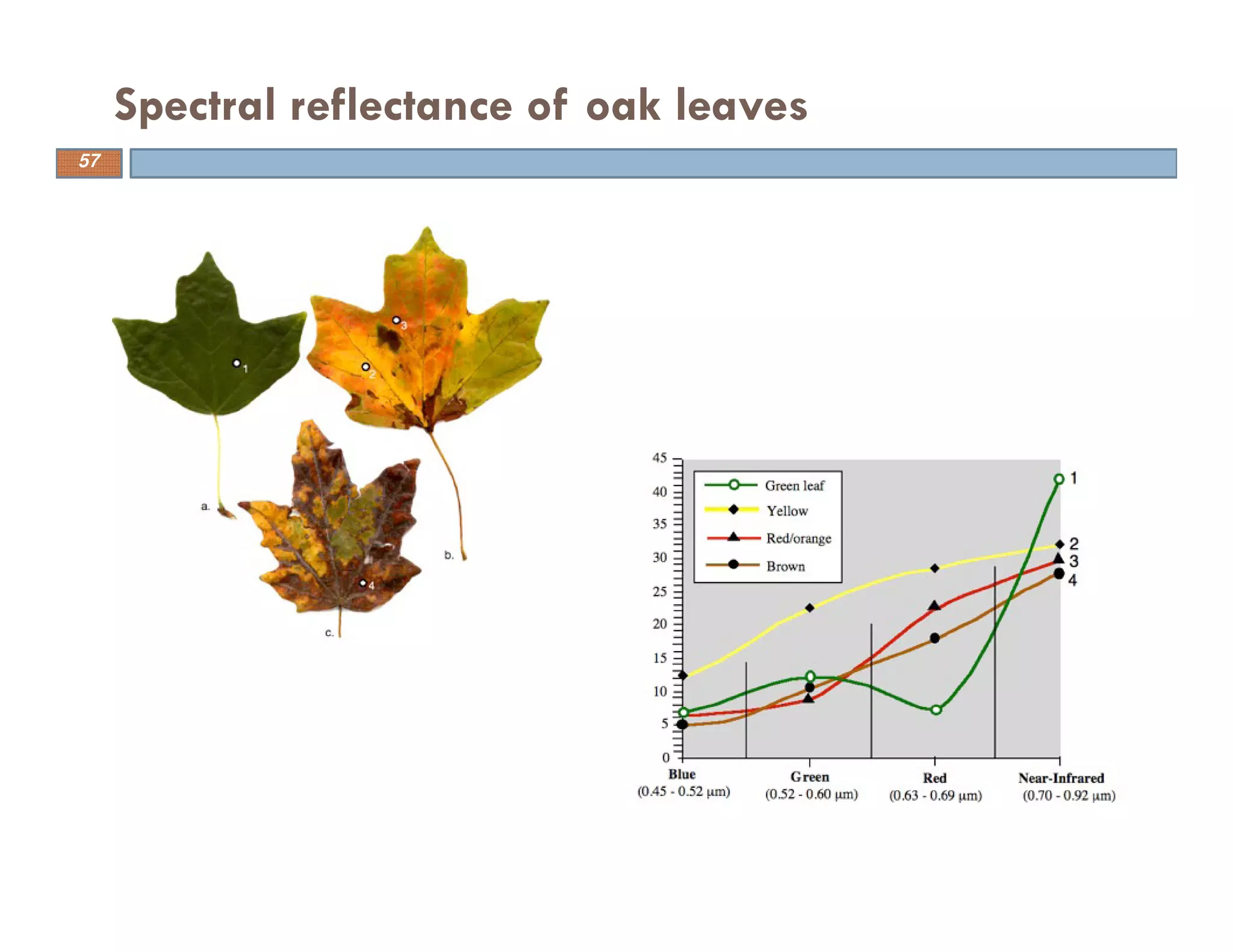 Spectral reflectance of oak leaves
57
 