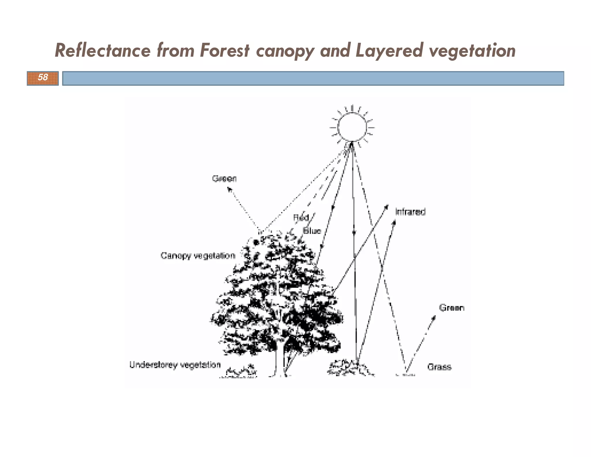 Reflectance from Forest canopy and Layered vegetation
58
 