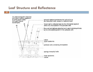 Leaf Structure and Reflectance
59
 