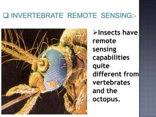 Insects have
remote
sensing
capabilities
quite
different from
vertebrates
and the
octopus.
 