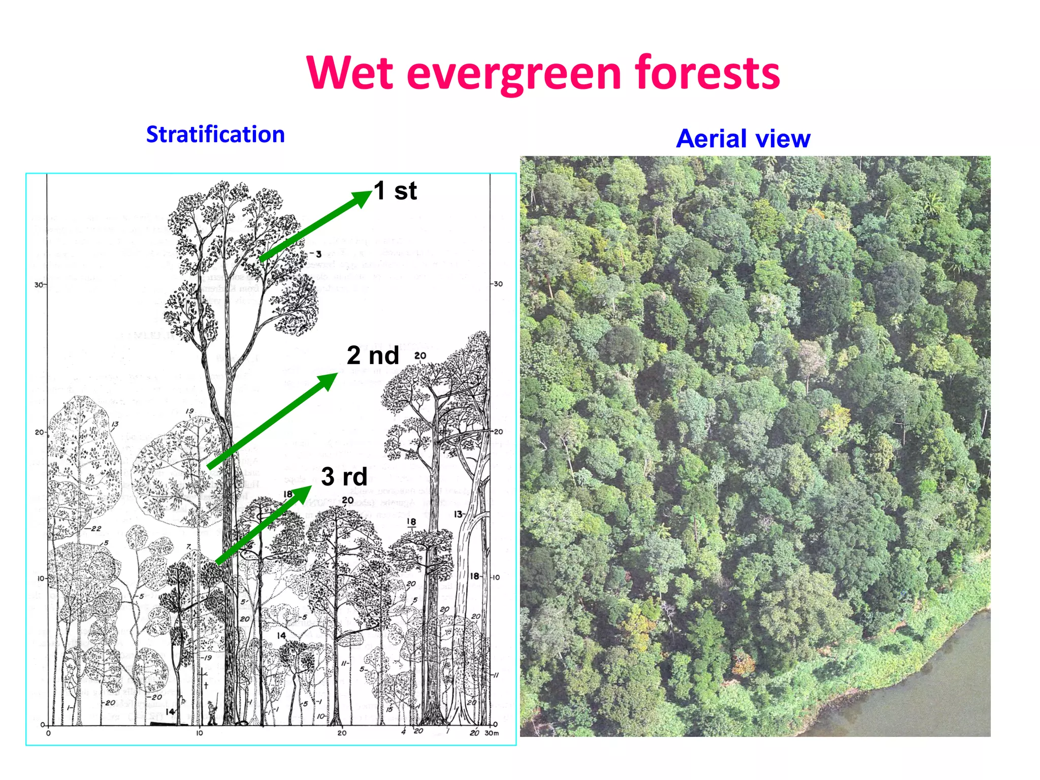 Wet evergreen forests
Stratification                   Aerial view

                        1 st




                   2 nd



                 3 rd
 