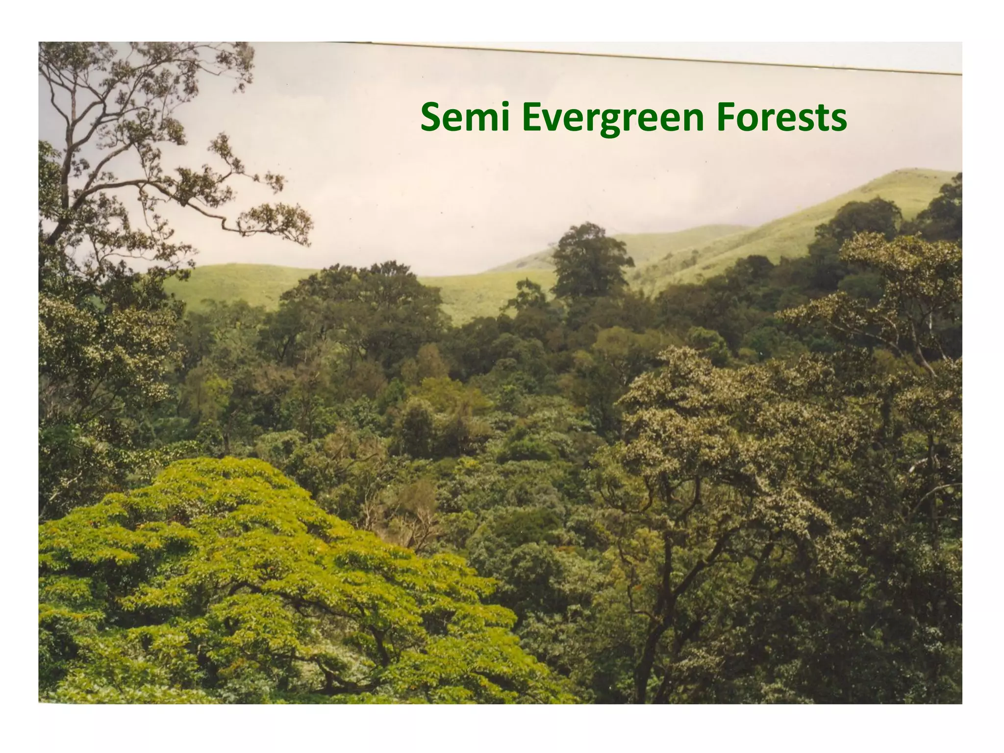 Semi Evergreen Forests
 