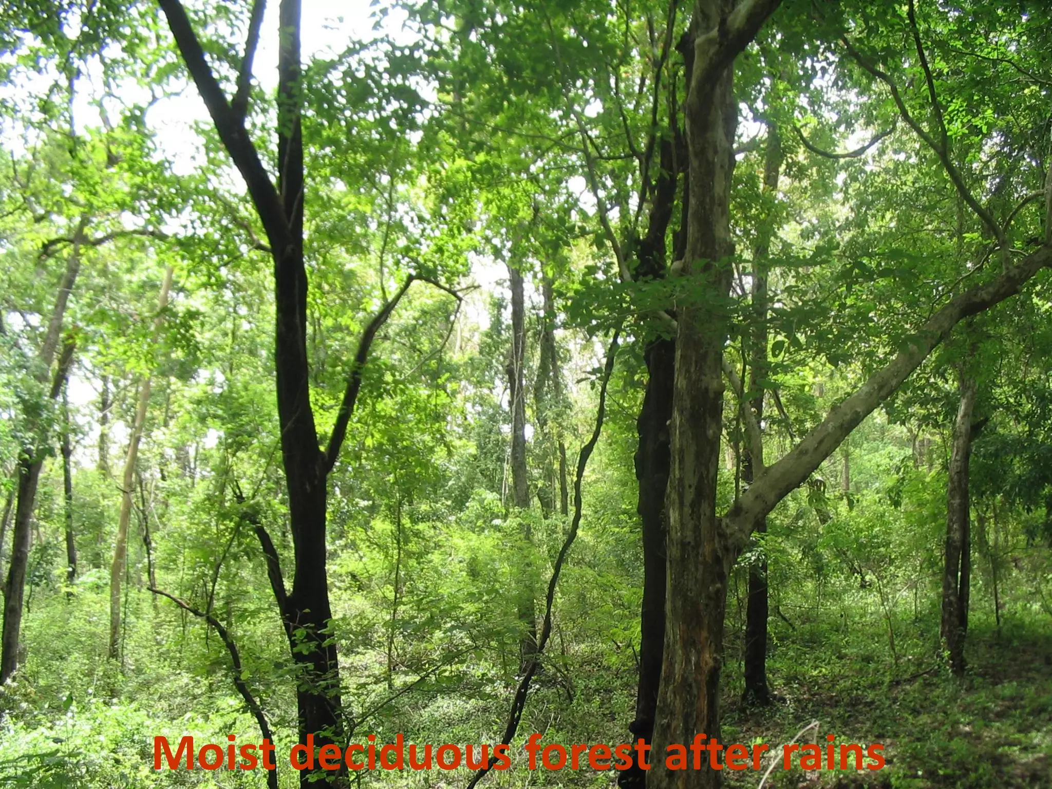 Moist deciduous forest after rains
 