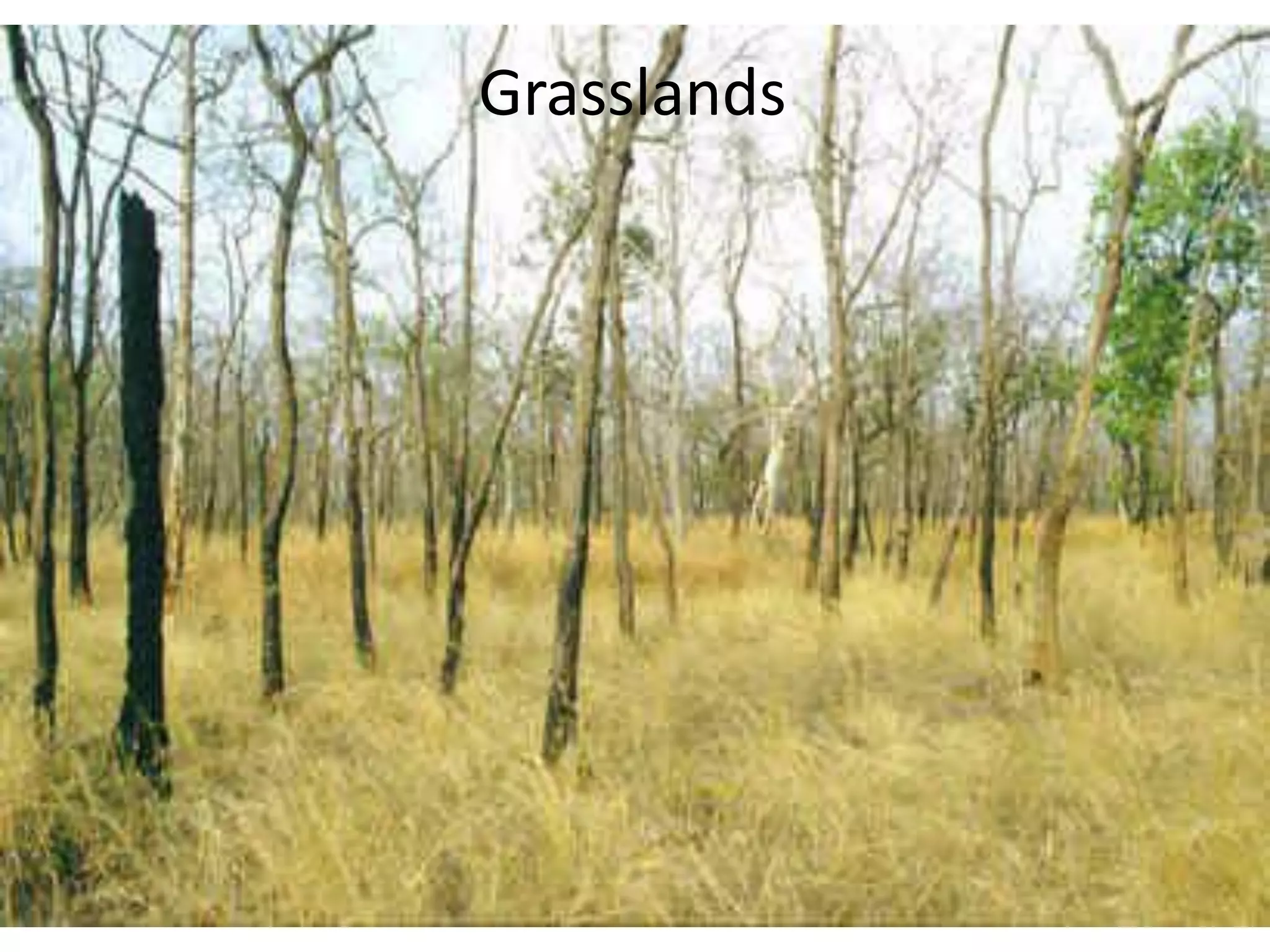 Grasslands
 