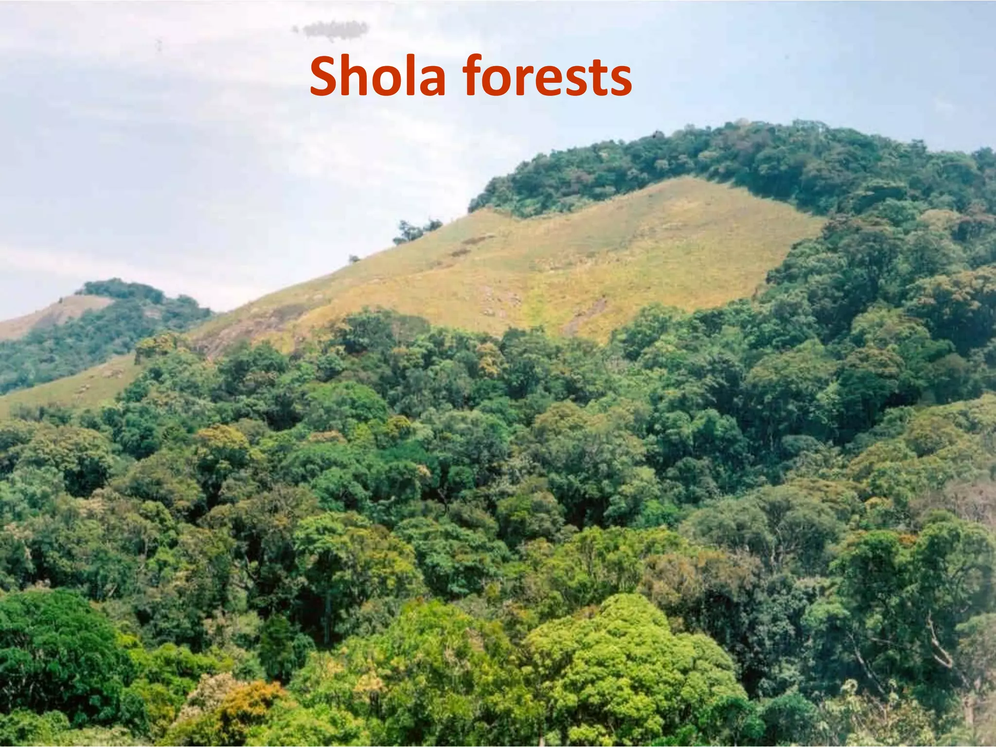 Shola forests
 