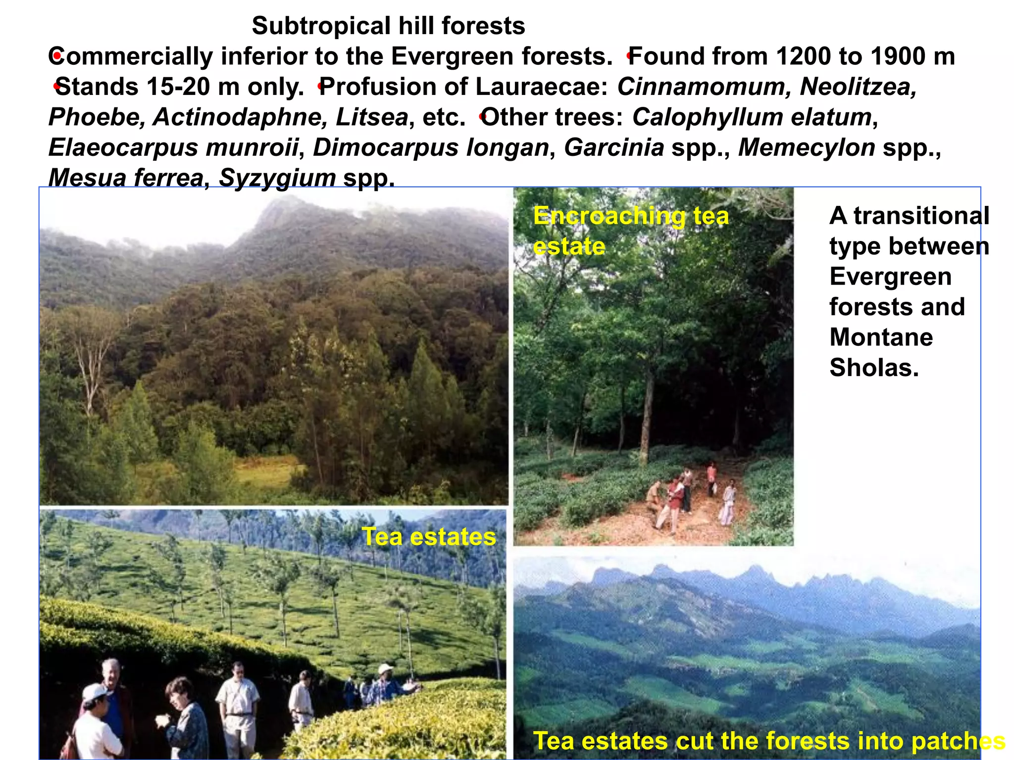Subtropical hill forests
C
•ommercially inferior to the Evergreen forests. •Found from 1200 to 1900 m
•
Stands 15-20 m only. •Profusion of Lauraecae: Cinnamomum, Neolitzea,
Phoebe, Actinodaphne, Litsea, etc. •Other trees: Calophyllum elatum,
Elaeocarpus munroii, Dimocarpus longan, Garcinia spp., Memecylon spp.,
Mesua ferrea, Syzygium spp.
                                         Encroaching tea        A transitional
                                         estate                 type between
                                                                Evergreen
                                                                forests and
                                                                Montane
                                                                Sholas.




                         Tea estates




                                        Tea estates cut the forests into patches
 