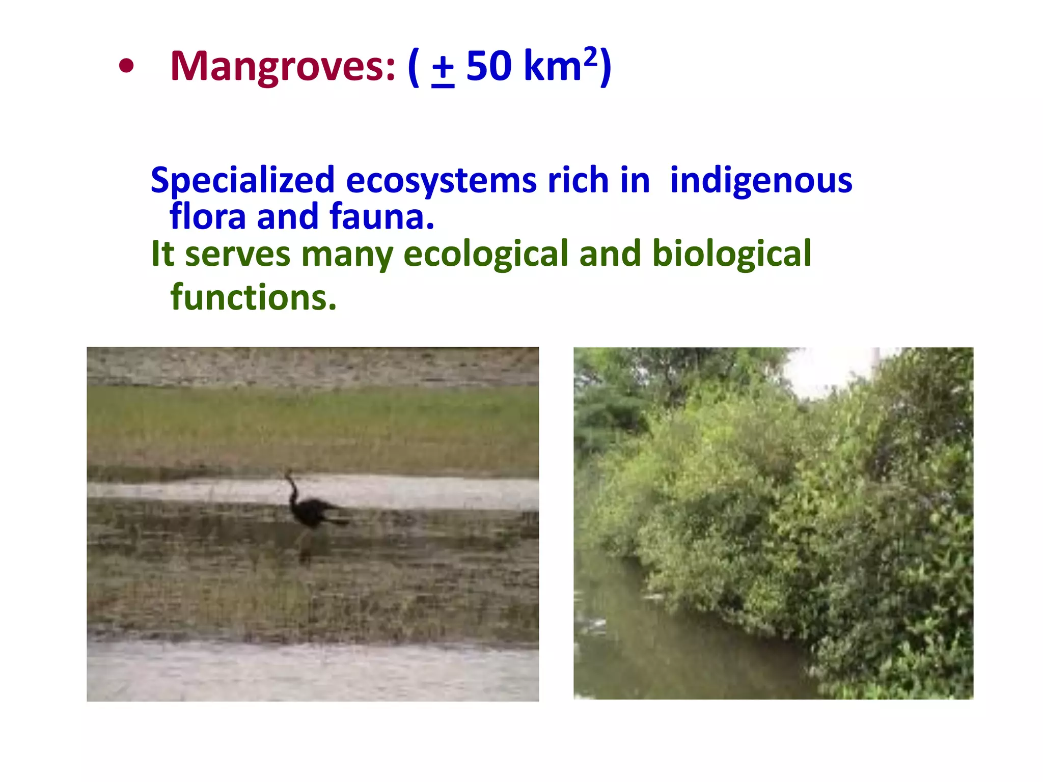 • Mangroves: ( + 50 km2)

 Specialized ecosystems rich in indigenous
   flora and fauna.
 It serves many ecological and biological
   functions.
 