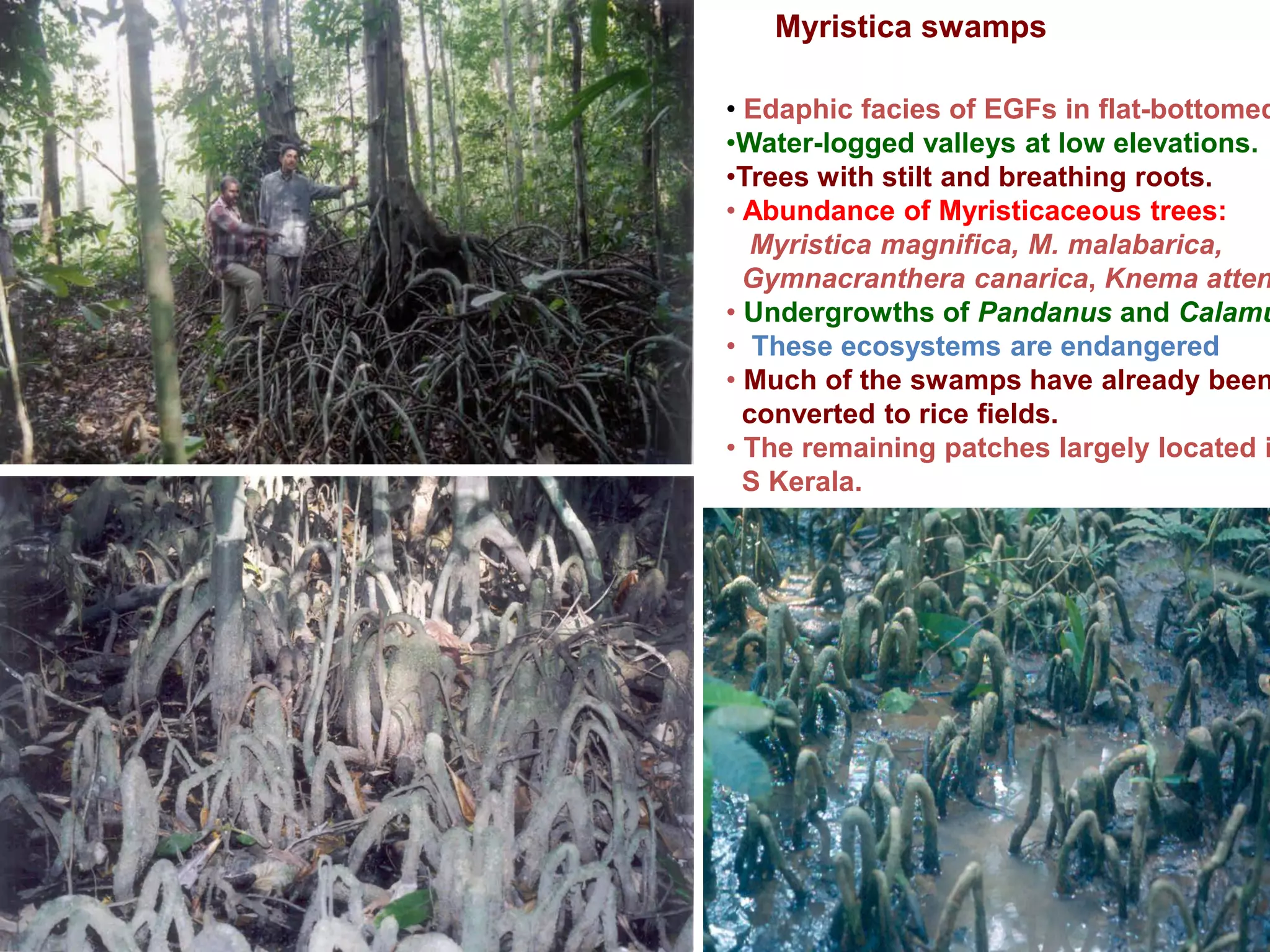 Myristica swamps

• Edaphic facies of EGFs in flat-bottomed
•Water-logged valleys at low elevations.
•Trees with stilt and breathing roots.
• Abundance of Myristicaceous trees:
   Myristica magnifica, M. malabarica,
  Gymnacranthera canarica, Knema atten
• Undergrowths of Pandanus and Calamu
• These ecosystems are endangered
• Much of the swamps have already been
  converted to rice fields.
• The remaining patches largely located i
  S Kerala.
 