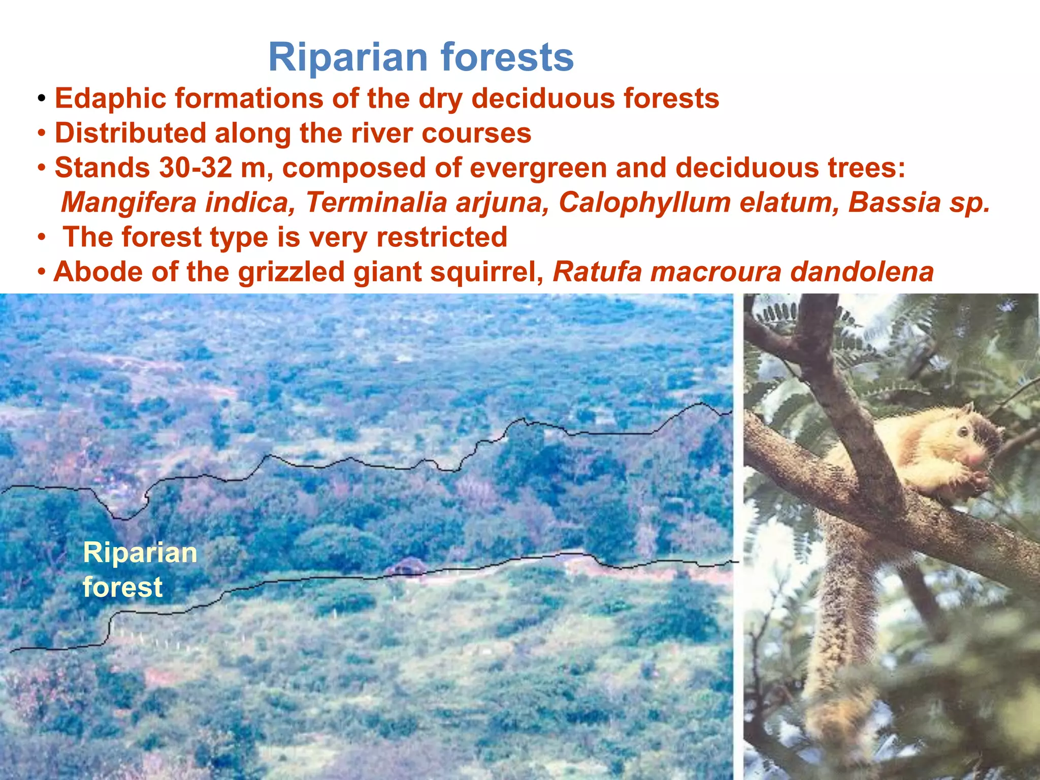 Riparian forests
• Edaphic formations of the dry deciduous forests
• Distributed along the river courses
• Stands 30-32 m, composed of evergreen and deciduous trees:
  Mangifera indica, Terminalia arjuna, Calophyllum elatum, Bassia sp.
• The forest type is very restricted
• Abode of the grizzled giant squirrel, Ratufa macroura dandolena




   Riparian
   forest
 