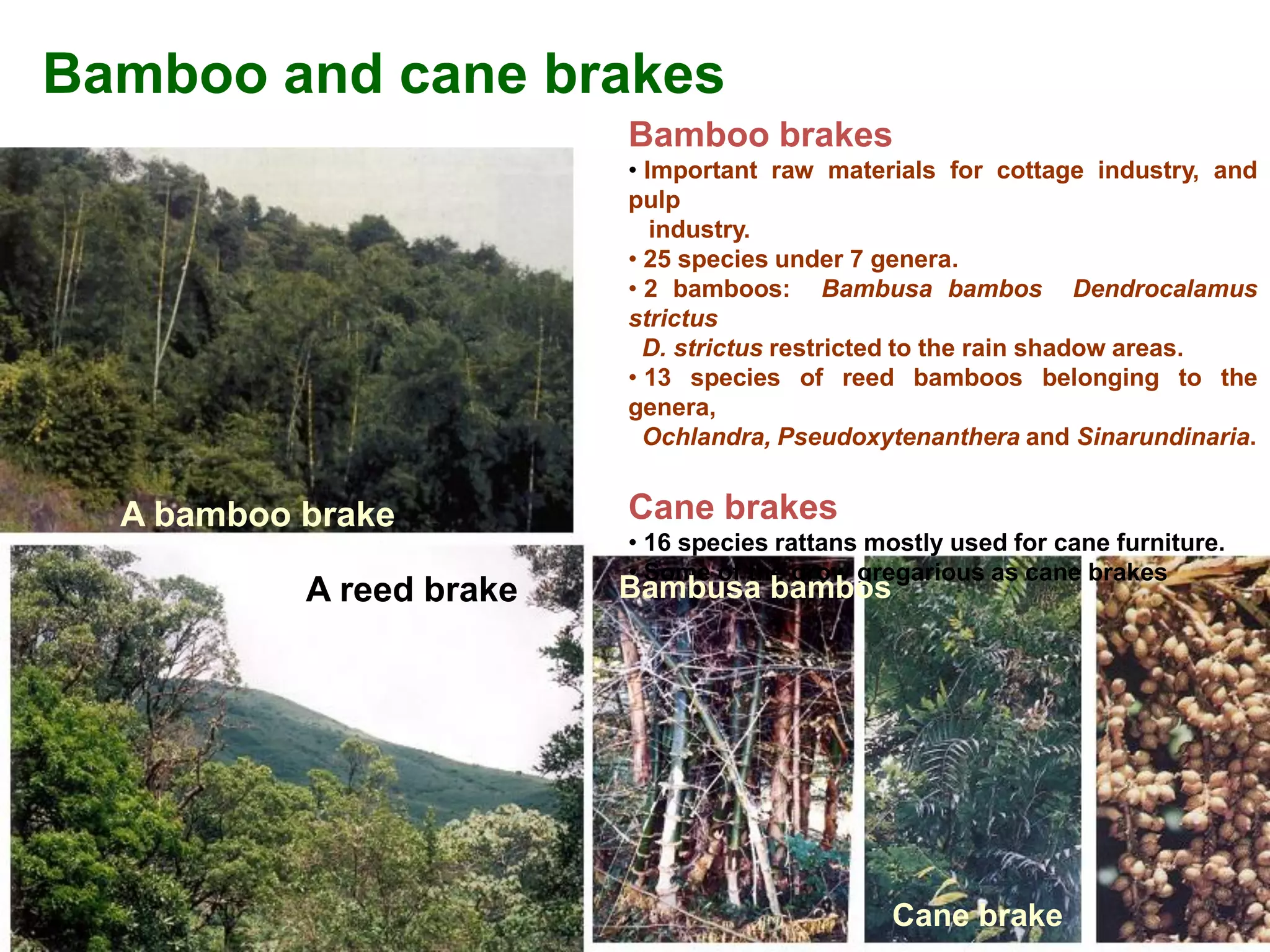 Bamboo and cane brakes
                          Bamboo brakes
                          • Important raw materials for cottage industry, and
                          pulp
                             industry.
                          • 25 species under 7 genera.
                          • 2 bamboos: Bambusa bambos Dendrocalamus
                          strictus
                            D. strictus restricted to the rain shadow areas.
                          • 13 species of reed bamboos belonging to the
                          genera,
                            Ochlandra, Pseudoxytenanthera and Sinarundinaria.


  A bamboo brake          Cane brakes
                          • 16 species rattans mostly used for cane furniture.
                          • Some of the grow gregarious as cane brakes
           A reed brake   Bambusa bambos




                                                Cane brake
 