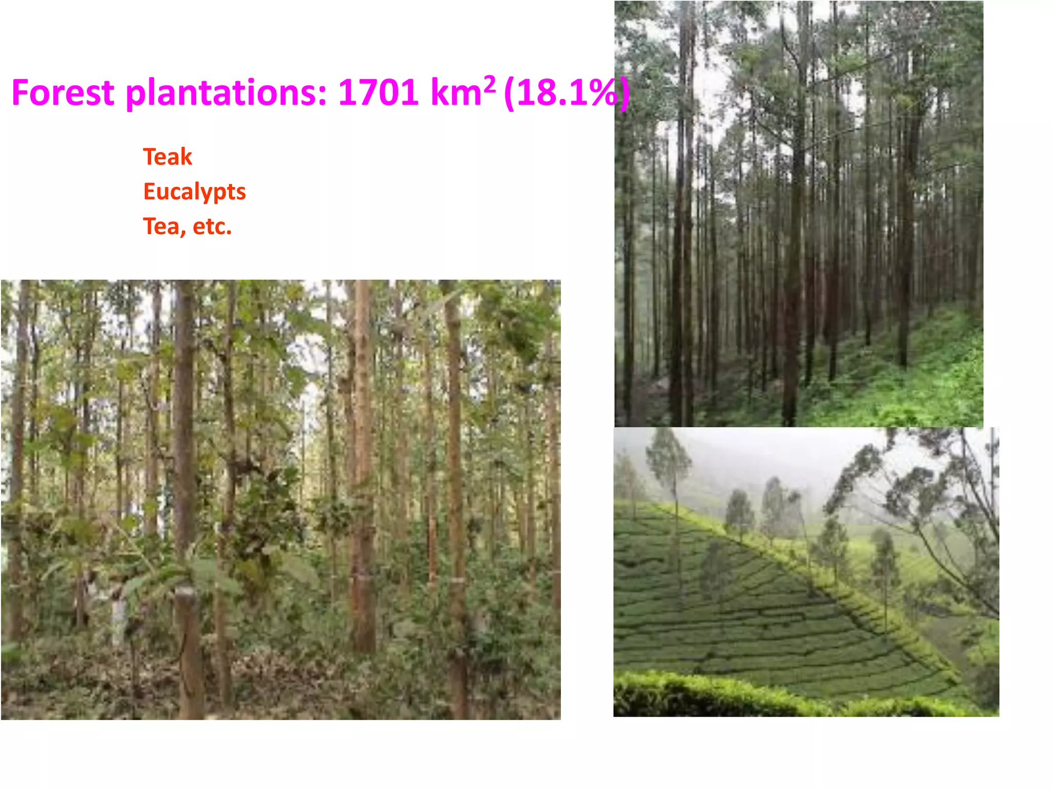 Forest plantations: 1701 km2 (18.1%)
       Teak
       Eucalypts
       Tea, etc.
 