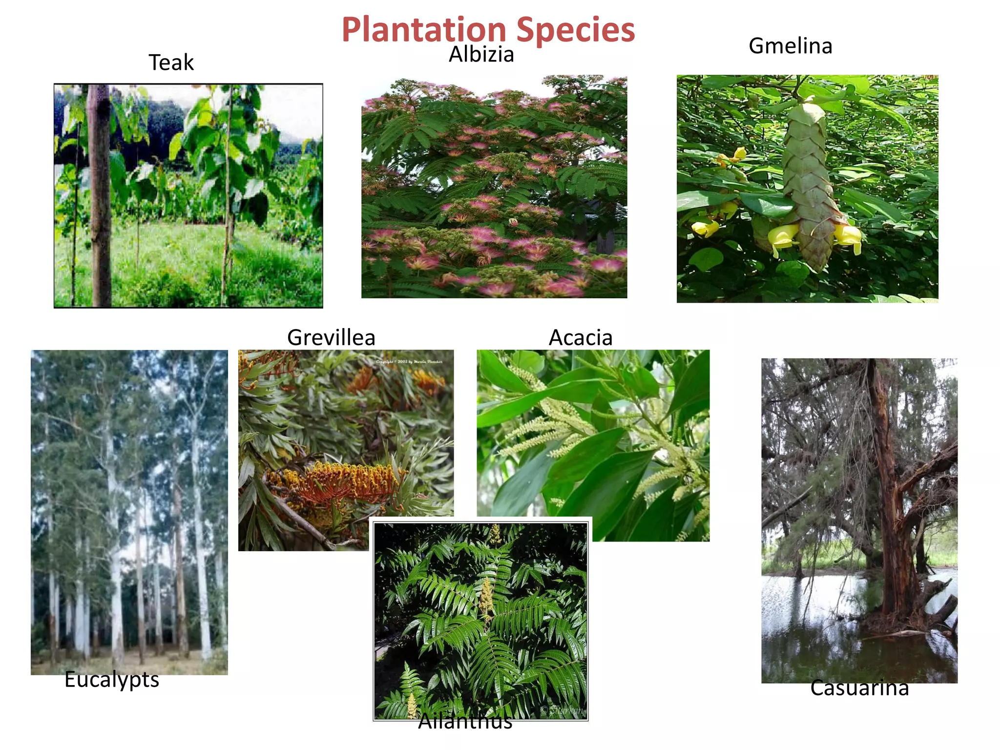 Plantation Species          Gmelina
       Teak                 Albizia




              Grevillea               Acacia




Eucalypts                                           Casuarina
                          Ailanthus
 