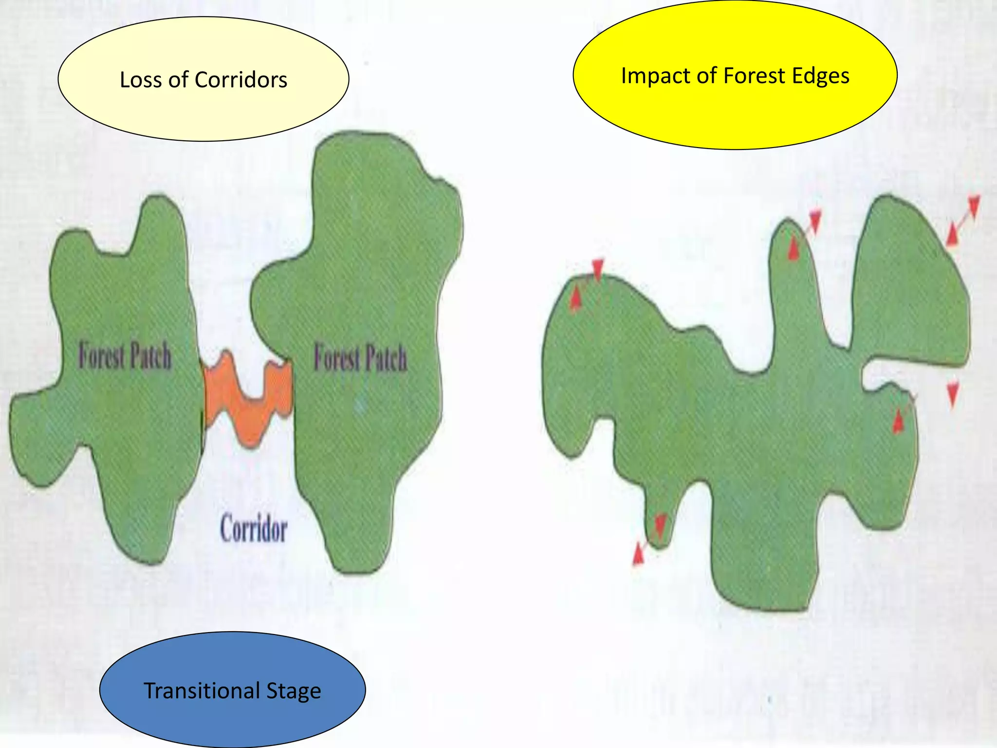 Loss of Corridors      Impact of Forest Edges




  Transitional Stage
 