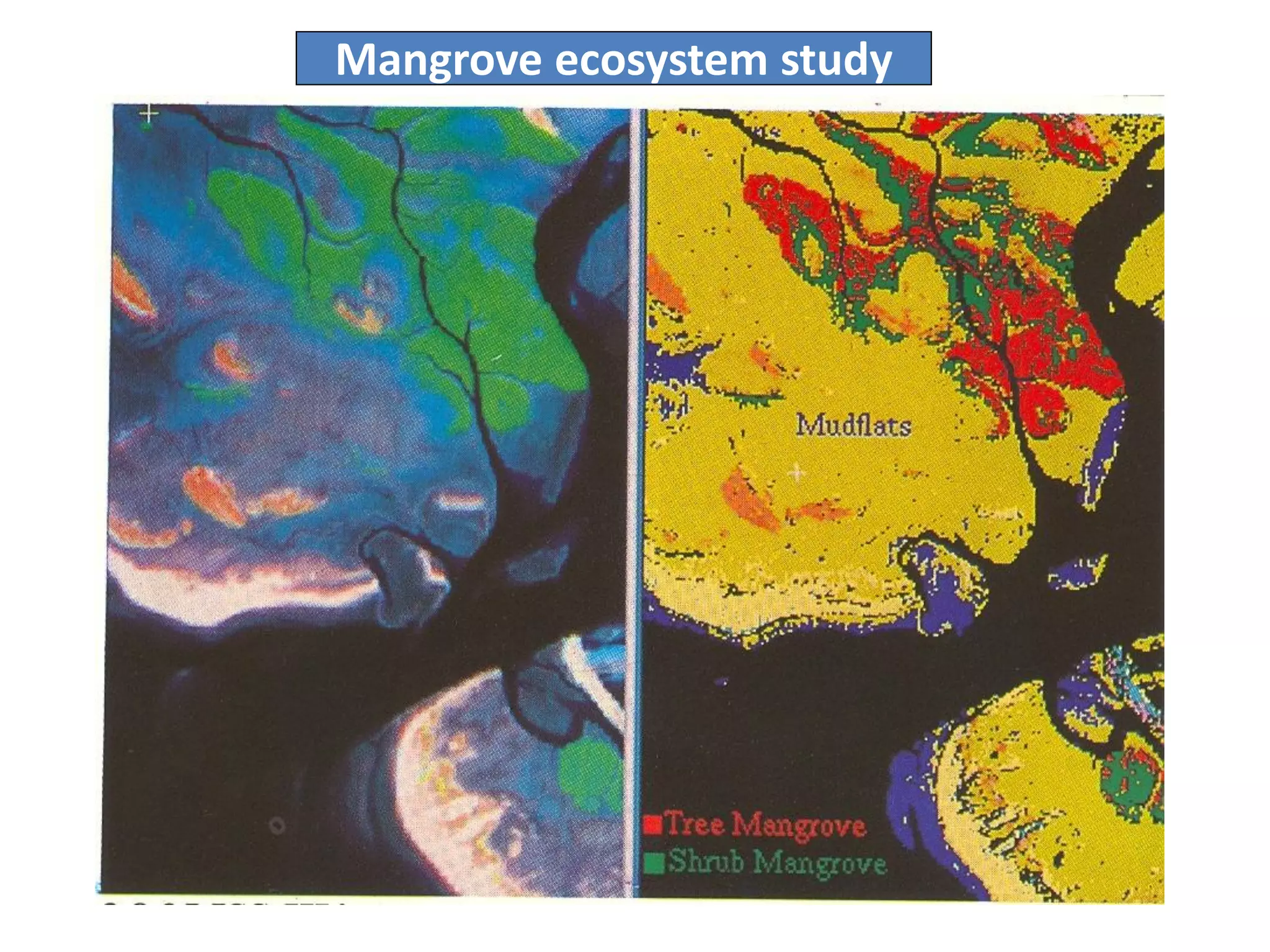 Mangrove ecosystem study
 