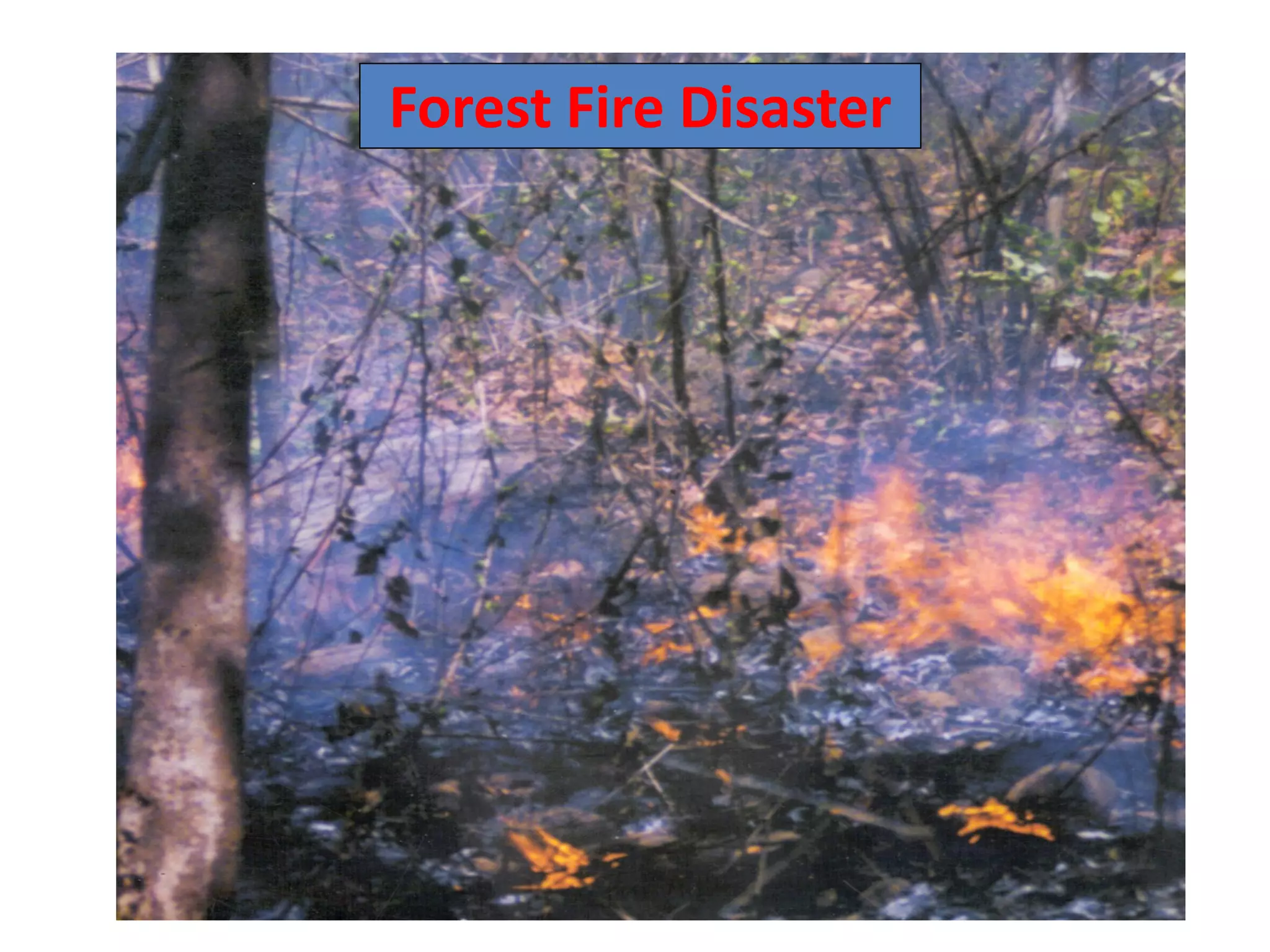 Forest Fire Disaster
 