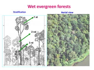 Semi Evergreen Forests
 
