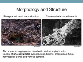 Morphology and Structure
Cyanobacterial microfilamentsBiological soil crust macrostructure
Arches NPS Arches NPS
Also know...