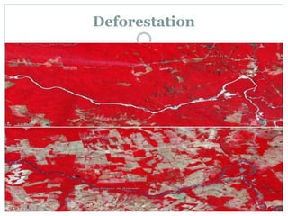 Deforestation
 
