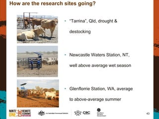 How are the research sites going?
• “Tarrina”, Qld, drought &
destocking
• Newcastle Waters Station, NT,
well above average wet season
• Glenflorrie Station, WA, average
to above-average summer
43
 